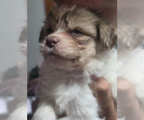 Medium Photo #33 Maltipom-Pomeranian Mix Puppy For Sale in HUDSON, MA, USA