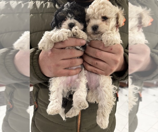 Medium Photo #2 Poodle (Miniature) Puppy For Sale in TOPPENISH, WA, USA