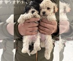 Small #1 Poodle (Miniature)
