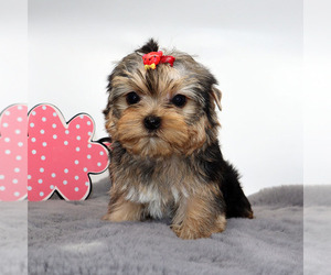 Yorkshire Terrier Puppy for sale in LOS ANGELES, CA, USA