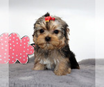 Image preview for Ad Listing. Nickname: Biscuit