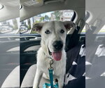 Small #3 Siberian Husky Mix