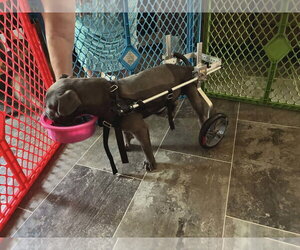 Ash - COMING SOON! - Male American Staffordshire Terrier-Unknown Mix Dog for Adoption - Photo #6