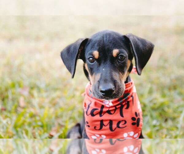 Medium Photo #5 Labrador Retriever-Unknown Mix Puppy For Sale in Princeton, MN, USA