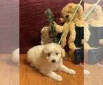 Small #2 Pomeranian