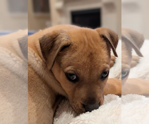 Medium Photo #4 Rottweiler-Unknown Mix Puppy For Sale in Brewster, NY, USA