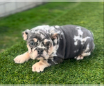 Small #2 English Bulldogge