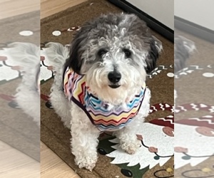 Maltipoo Dogs for adoption in VISALIA, CA, USA