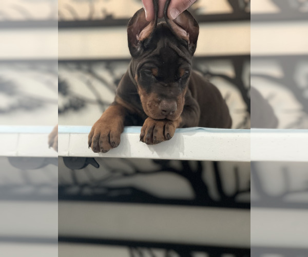 Medium Photo #8 Doberman Pinscher Puppy For Sale in COLORADO SPRINGS, CO, USA