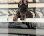 Small Photo #8 Doberman Pinscher Puppy For Sale in COLORADO SPRINGS, CO, USA