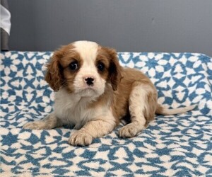 Cavalier King Charles Spaniel Puppy for sale in THORP, WI, USA