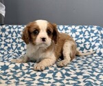 Small Cavalier King Charles Spaniel