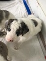 Puppy 5 Australian Shepherd-Labradoodle Mix