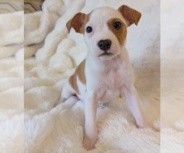 Medium Photo #4 Mutt Puppy For Sale in Brooklyn Center, MN, USA