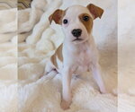 Small #3 Mutt