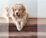 Small Photo #1 Tibetan Mastiff Puppy For Sale in MONUMENT, CO, USA