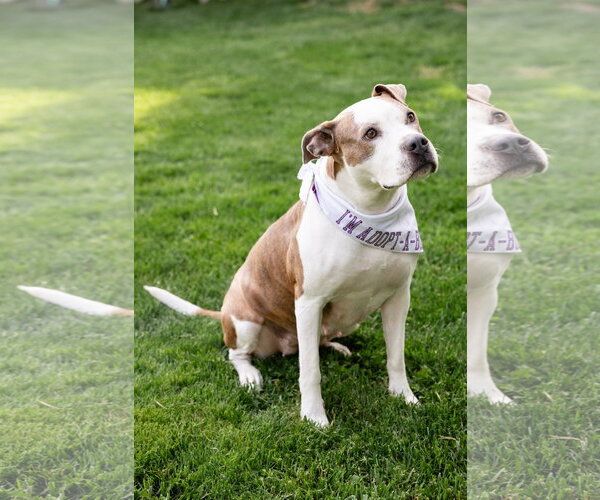 Medium Photo #3 Mutt Puppy For Sale in Crete, IL, USA
