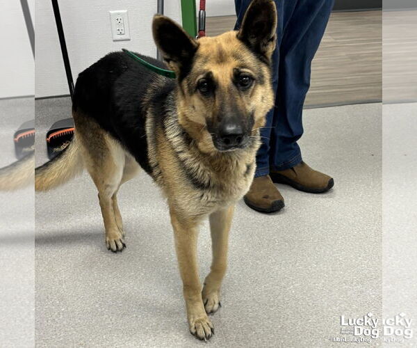 Medium Photo #2 German Shepherd Dog-Unknown Mix Puppy For Sale in Washington, DC, USA