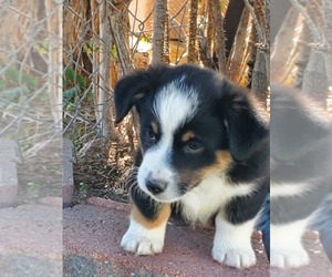 Aussie-Corgi Puppy for sale in BRIGGSDALE, CO, USA