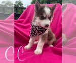 Small #1 Siberian Husky