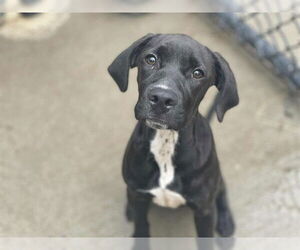 Labrador Retriever-Unknown Mix Dogs for adoption in Tulsa, OK, USA