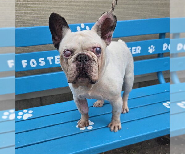 Medium Photo #1 French Bulldog Puppy For Sale in Long Beach, CA, USA