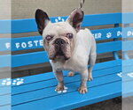 Small French Bulldog