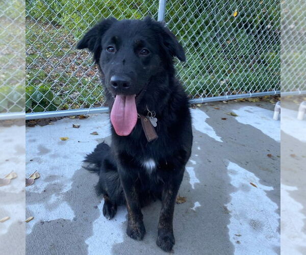 Medium Photo #3 Australian Retriever Puppy For Sale in Muskegon, MI, USA