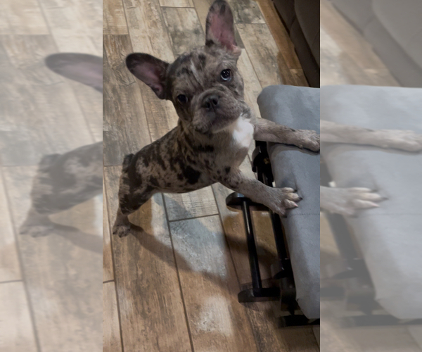 Medium Photo #1 French Bulldog Puppy For Sale in LILLINGTON, NC, USA