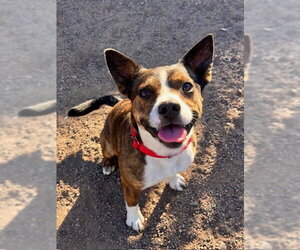 Mutt Dogs for adoption in Webster, WI, USA