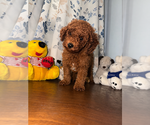 Small #8 Poodle (Miniature)