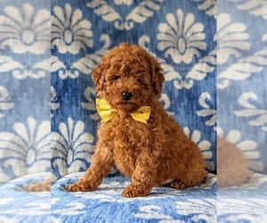 Poodle (Miniature) Puppy for sale in NEW PROVIDENCE, PA, USA
