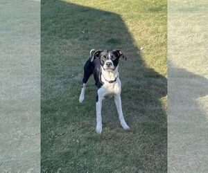 German Shorthaired Pointer-Retriever  Mix Dogs for adoption in Duluth, MN, USA