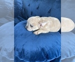 Small Photo #42 French Bulldog Puppy For Sale in EAGLE RIVER, AK, USA