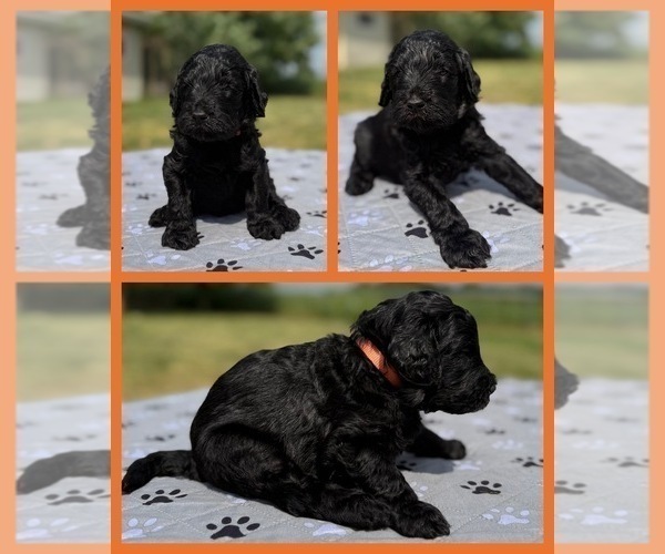 Medium Photo #22 Goldendoodle Puppy For Sale in HOWARD CITY, MI, USA