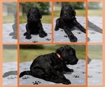 Puppy Rio Goldendoodle