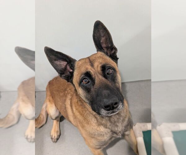 Medium Photo #3 German Shepherd Dog-Unknown Mix Puppy For Sale in Imlay City, MI, USA