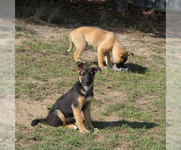 Medium Photo #4 German Shepherd Dog-Unknown Mix Puppy For Sale in La Grange , NC, USA