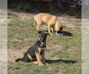 Signet - Female German Shepherd Dog-Unknown Mix Dog for Adoption - Photo #4