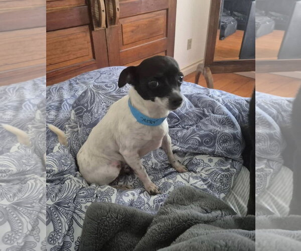Medium Photo #2 Chihuahua Puppy For Sale in St. Louis Park, MN, USA