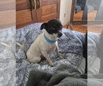 Small #1 Chihuahua