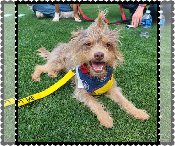 Medium Photo #3 Norfolk Terrier-Unknown Mix Puppy For Sale in Princeton, MN, USA