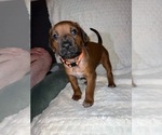 Small #4 Rhodesian Ridgeback