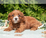 Small Photo #11 Cavapoo Puppy For Sale in KIRKWOOD, PA, USA