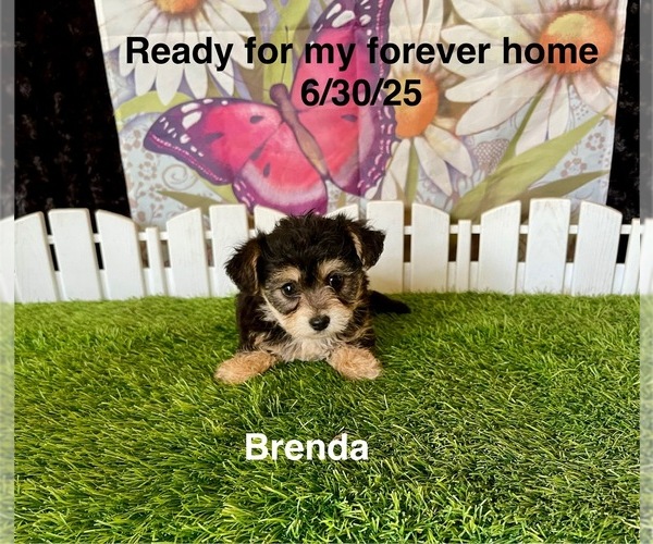 Medium Photo #1 Yo-Chon Puppy For Sale in MOUNT PLEASANT, MI, USA