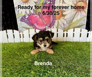Yo-Chon Puppy for sale in MOUNT PLEASANT, MI, USA