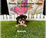 Image preview for Ad Listing. Nickname: Brenda
