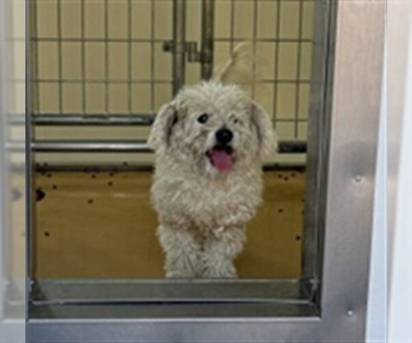 Medium Photo #1 Poodle (Miniature)-Unknown Mix Puppy For Sale in San Bernardino, CA, USA