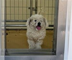 RYKU - Male Poodle (Miniature)-Unknown Mix Dog for Adoption - Small photo
