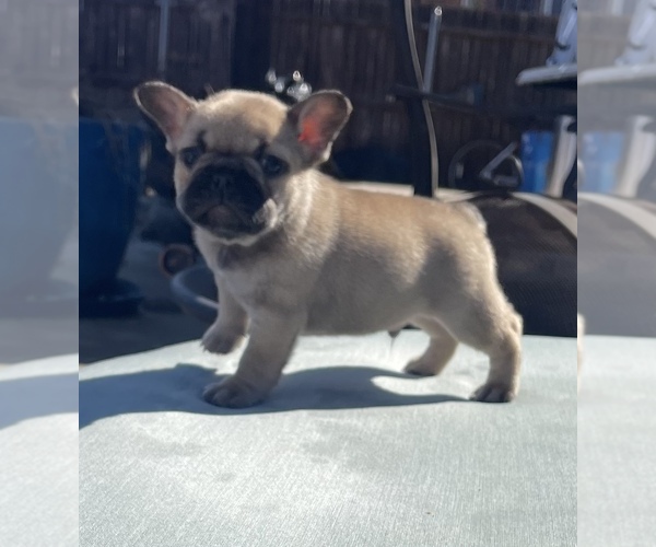 Medium Photo #1 French Bulldog Puppy For Sale in DENTON, TX, USA